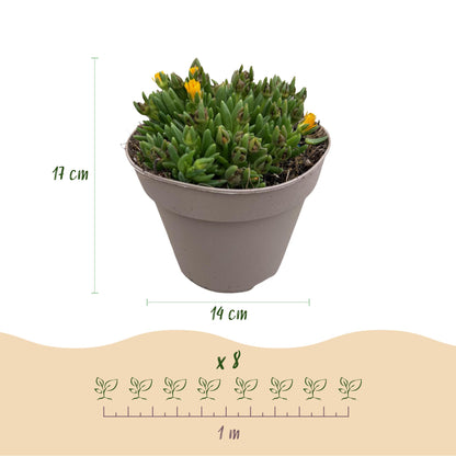GreenboutiQ - Bodendecker - Winterhart - Delosperma - 8 Pflanzen - Farben Rot - Gelb - Lila - Rosa - Wenig Pflege - Topf 14cm Höhe 17cm 