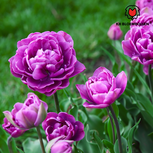 Tulpenzwiebeln Double flag – 20 Stück – Frühblüher Blumenzwiebeln – Bunte Tulpensorte für Garten, Topf & Beet – Pflegeleicht & winterhart – Ideal als Geschenk 