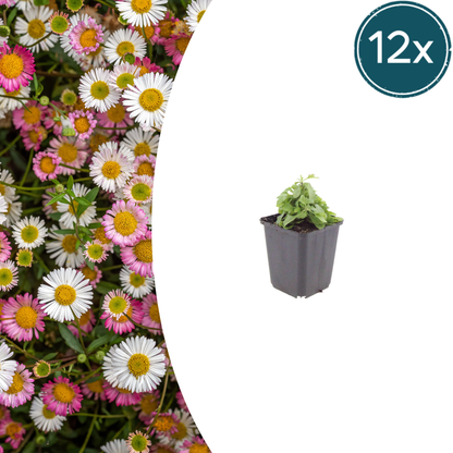 Erigeron karvinskianus Mexikanisches Gänseblümchen – 12 Pflanzen – Ø9cm – Höhe 10-25cm – Dauerblühende Staude für Beet, Mauerfugen & Pflanzgefäße