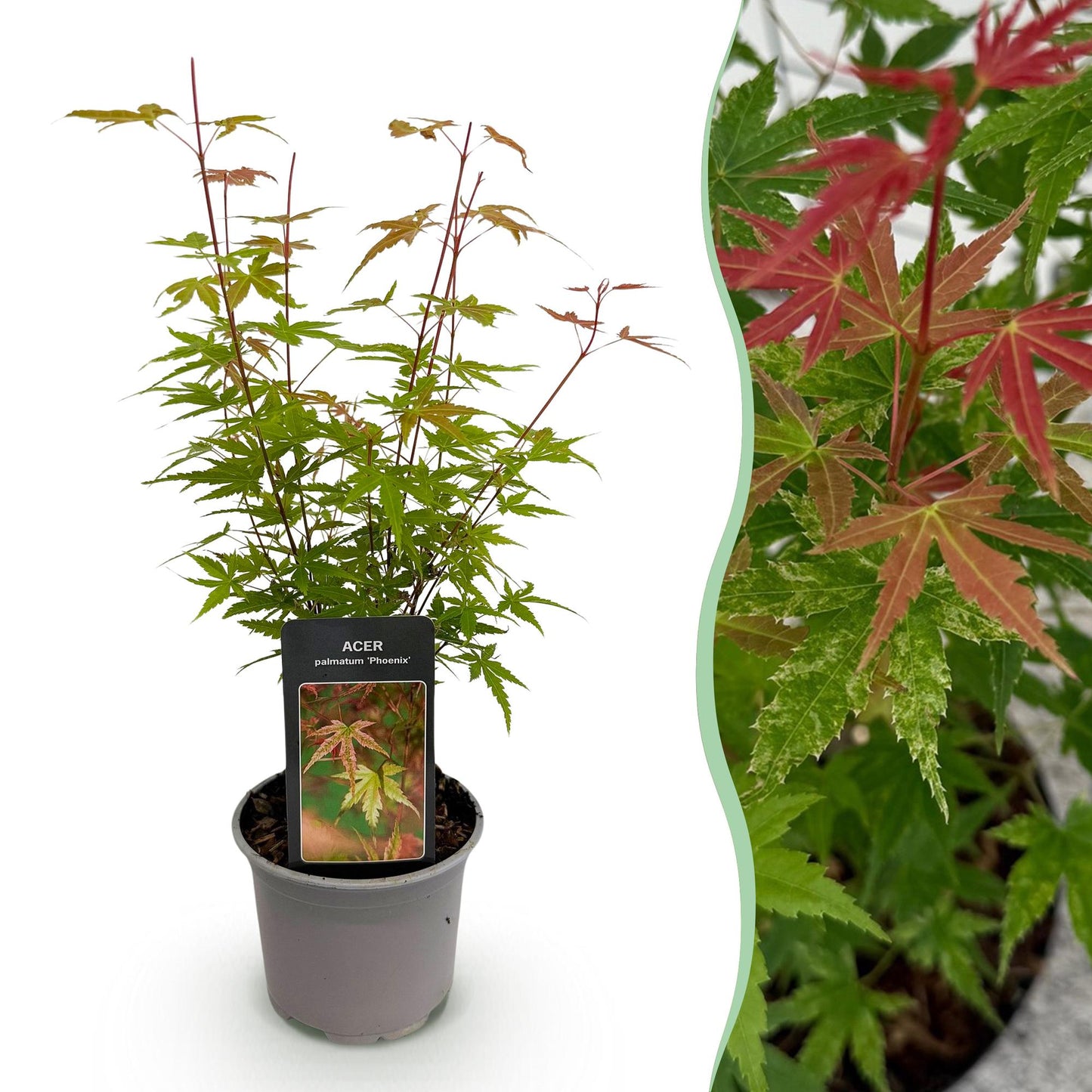 GreenboutiQ - Gartenpflanze - Acer palmatum Phoenix - Rosa - 1 Pflanze - Laubabwerfend - Wenig Pflege - Topf 12cm Höhe 35cm 