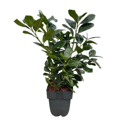 Kirschlorbeer - Prunus laurocerasus Etna - Hecke - Blatt grün - 6 Pflanzen - 1 laufender Meter - immergrün - Topf 17cm Höhe 50cm