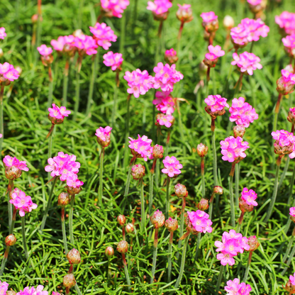 Grasnelke Armeria maritima ‘Splendens’ – 24 Pflanzen – 10-25cm – Ø9cm – Winterharte Staude mit rosa Blüten – Ideal für Steingarten, sonnige Beete & Bordüren