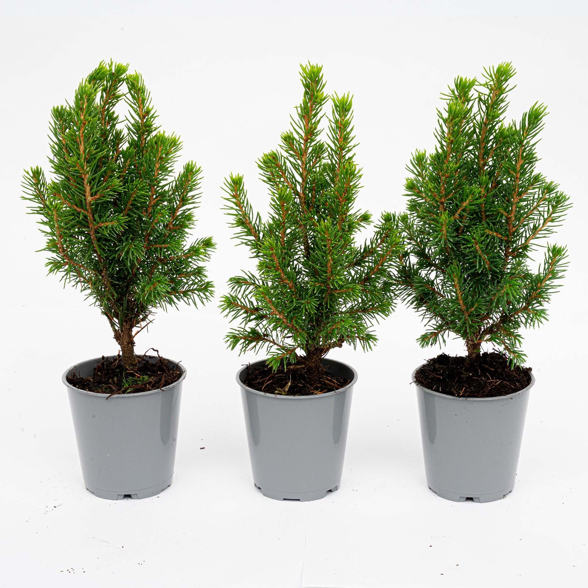 3x Mini-kerstboom - ↑15-20 cm - Ø 6 cm Picea Glauca Perfecta 