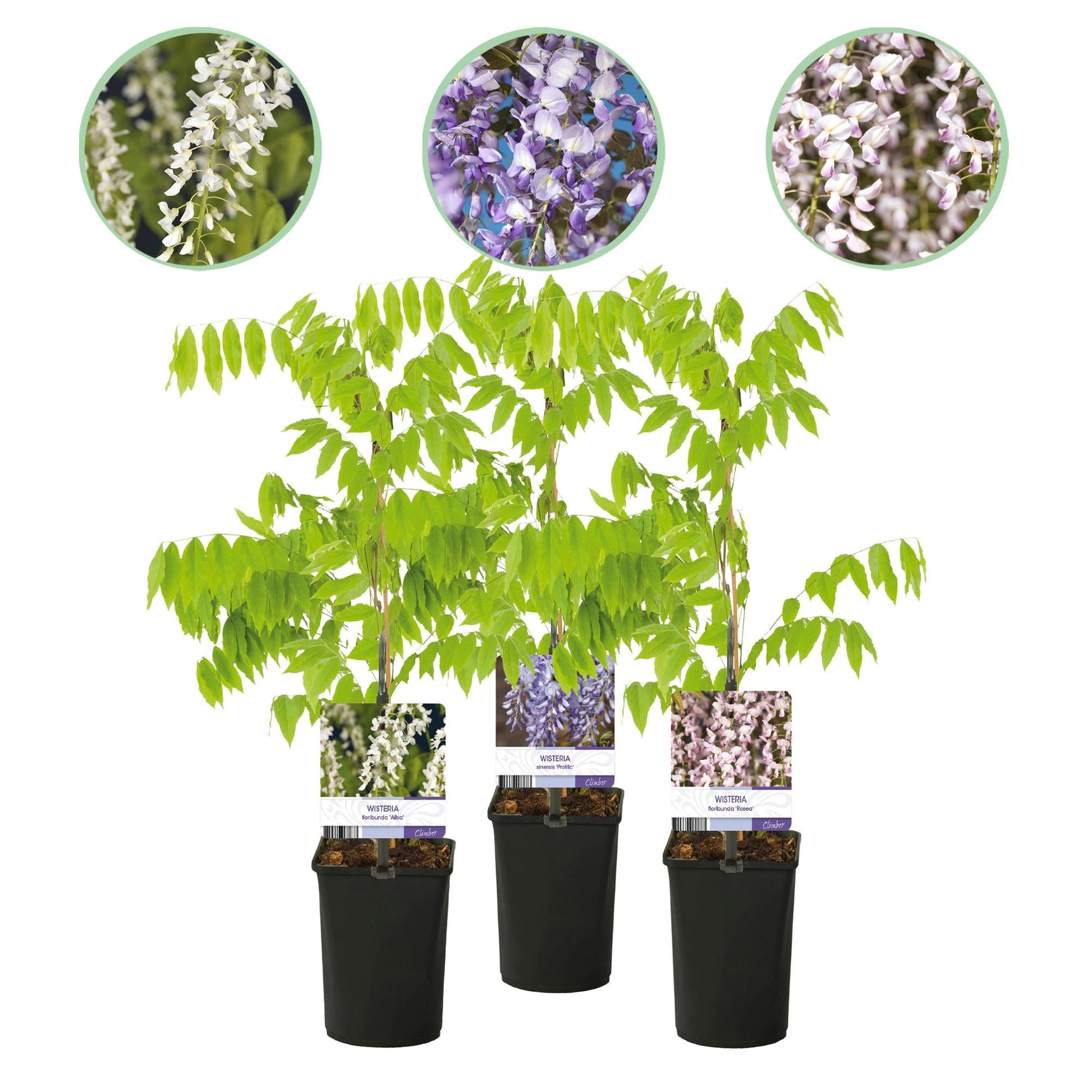 Blauregen Wisteria floribunda Tricolour – Blau, Rosa & Weiß – 3 Pflanzen – 11 cm x H40 cm – Duftend & Kletterpflanze – Für Pergolen, Zäune & Wände 