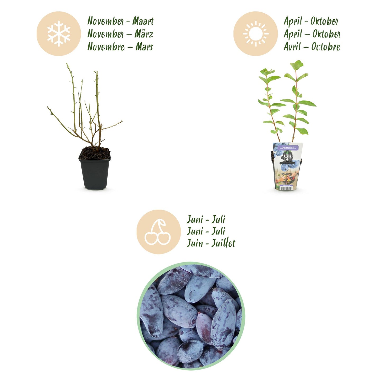 GreenboutiQ - Obstpflanzen - Honigbeere - Lonicera caerulea Kamtschatica - Winterhart - 6 Pflanzen - Topf 9 cm - Blaue Beere 