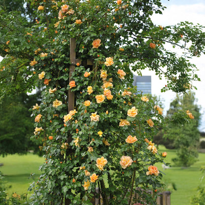 Kletterrose – Rosa Orange Climber – Orange Blüten – 2 Pflanzen – 11cm – Höhe 40cm – Wenig Pflege – Blüte im Sommer 