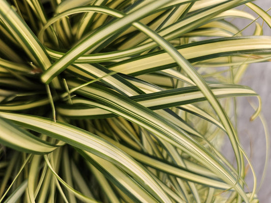 Gold-Segge Carex oshimensis 'Evergold' – ↕10-25cm – Ø9cm – 60 Pflanzen – Bodendecker – Winterhart – Pflegeleicht – Schattengarten