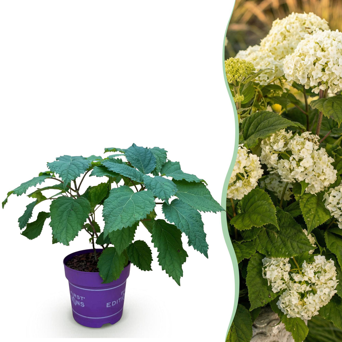 Green boutiQ - Gartenpflanze - Hydrangea arborescens FlowerWOW - Hortensie - Winterhart - Weiß - 1 Pflanze - Topf 14cm - Höhe 20-30cm 