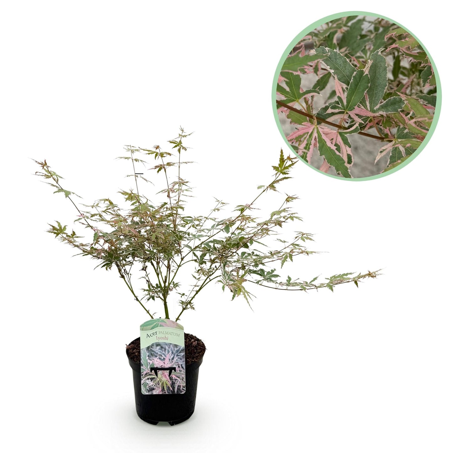Japanischer Ahorn Acer palmatum Iyoshi – Rosa Balkonpflanze – Ø19cm – Höhe ca. 70cm – Fein geschnittener Zierahorn für Beet & Balkon 