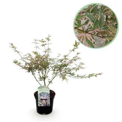 Japanischer Ahorn Acer palmatum Iyoshi – Rosa Balkonpflanze – Ø19cm – Höhe ca. 70cm – Fein geschnittener Zierahorn für Beet & Balkon 
