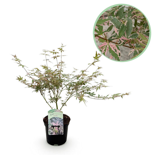 Japanischer Ahorn Acer palmatum Iyoshi – Rosa Balkonpflanze – Ø19cm – Höhe ca. 70cm – Fein geschnittener Zierahorn für Beet & Balkon 
