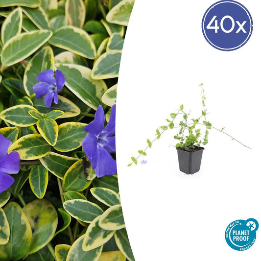 Kleinblättriges Immergrün Vinca minor 'Blue and Gold' – ↕10-25cm – Ø9cm – 40 Pflanzen – Immergrüner Bodendecker mit goldgelben Blättern und blau-lila Blüten – Schattentauglich & pflegeleicht
