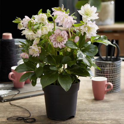 GreenboutiQ - Gartenpflanze - Lenzrose - Helleborus orientalis Double Ellen Pink - Rosa Blüte - 2 Pflanzen - Immergrün - Topf 14cm Höhe 35cm 