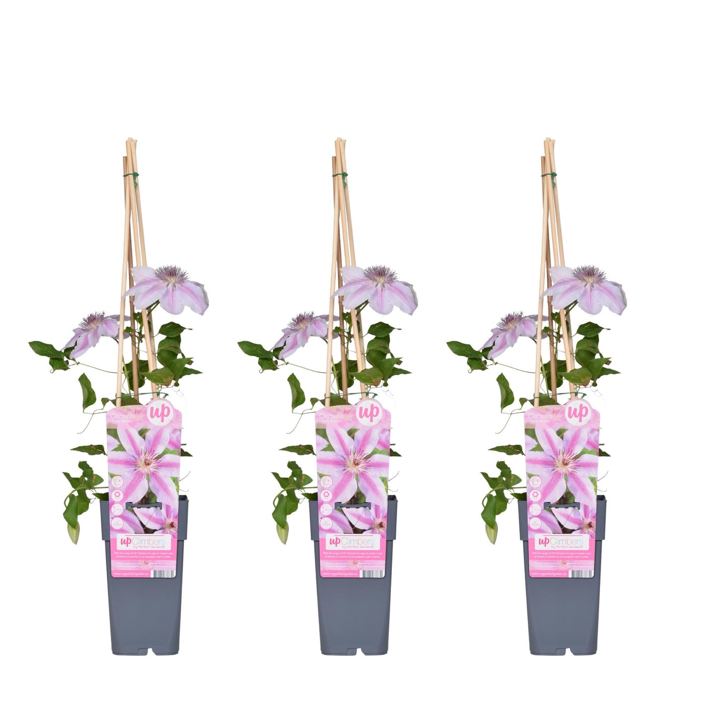 Waldrebe - Clematis Nelly Moser – 3 Pflanzen - Zweimal blühende Kletterpflanze mit weißen Blüten – Ø15 cm Topf – Ca. 65 cm hoch – Blüte Mai–Juni & Juli–September – Perfekt für Garten, Pergola & Zaun 