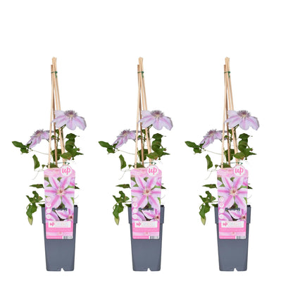 Waldrebe - Clematis Nelly Moser – 3 Pflanzen - Zweimal blühende Kletterpflanze mit weißen Blüten – Ø15 cm Topf – Ca. 65 cm hoch – Blüte Mai–Juni & Juli–September – Perfekt für Garten, Pergola & Zaun 