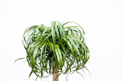 Beaucarnea XXL – ca.180–200cm Zimmerpflanze – Elefantenfuß mit markantem Stamm – Exklusive Großpflanze für Wohnzimmer Büro & Empfangsbereiche