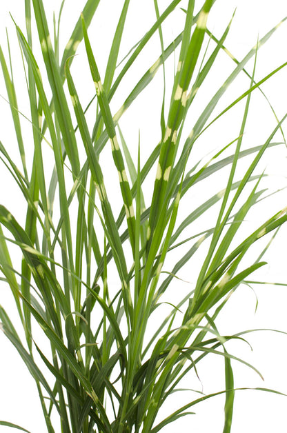 Stachelschweingras - Miscanthus sinensis Strictus - Ø23cm - ↕60cm
