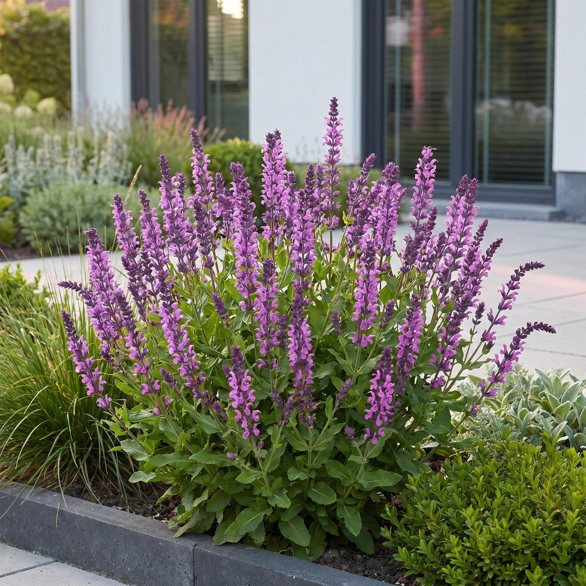 Steppensalbei 'Sensation Deep Pink' – Salvia nemorosa 'Sensation Deep Pink' – Topf Ø11cm – Bienenfreundliche Staude für Garten & Balkon