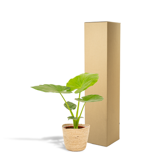 Pfeilblatt - Alocasia Macrorrhiza - Zimmerpflanze - Ø19cm - ↕70cm + Korb Selin 