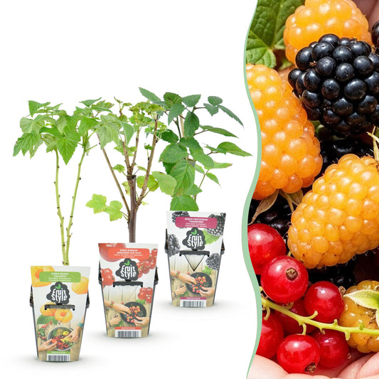 Obstpflanzen Set winterhart 3 Pflanzen Ø9cm Höhe30cm – Rote Johannisbeere Gelbe Himbeere Schwarze Brombeere – Ideal für Garten Beet Balkon & Terrasse 