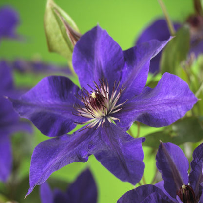 Kletterpflanze Clematis The President – Rosa Blüten – 2 Pflanzen – 11 cm x H40 cm – Bis 3 m – Pflegeleicht – Ideal für Garten, Balkon & Pergola 