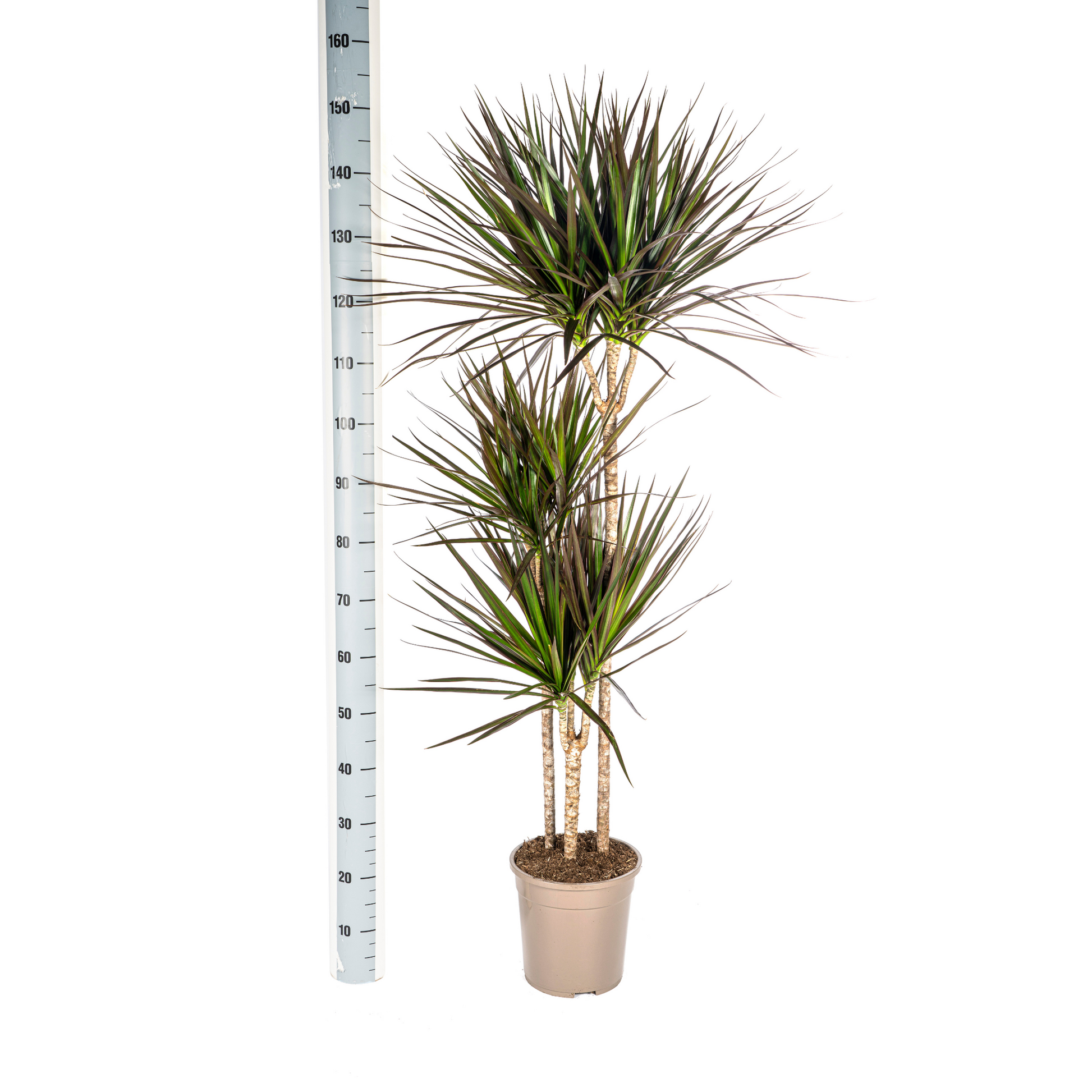Dracaena Marginata Magenta mit Korb Ø24cm - ↕130 - 150cm 