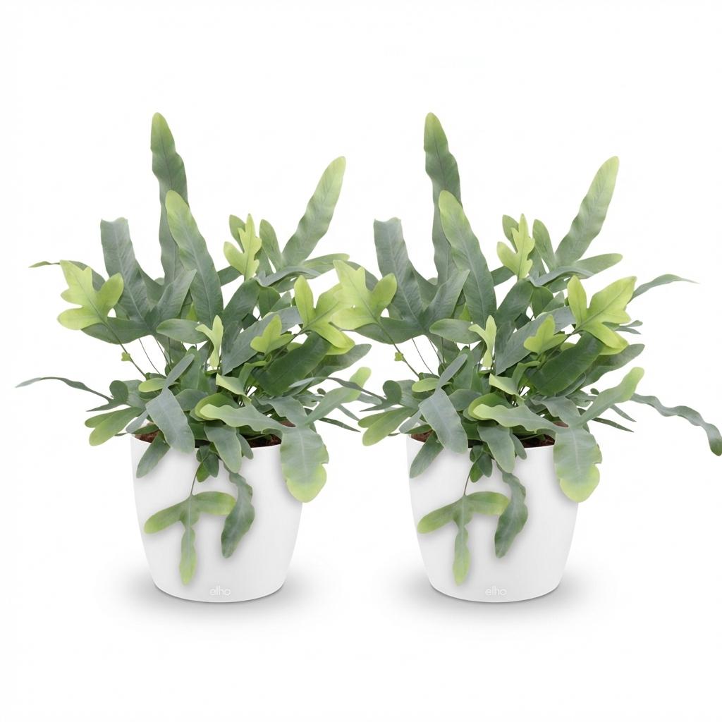 Green boutiQ - Zimmerpflanze - Phlebodium aureum Blue Star - Blaue Farn - Haustierfreundliche Pflanze - Blau - 2 Pflanzen - mit Potter Weiß - Topf 12cm - Höhe 25cm 