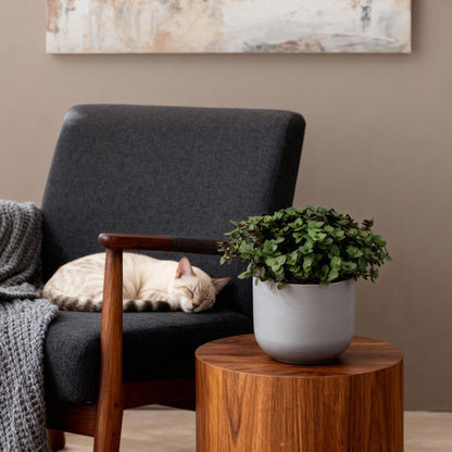 Green boutiQ - Zimmerpflanze - Calissia repens - Katzengras - Haustierfreundlich - Grün - 2 Pflanzen - Topf 12cm - Höhe 17-20cm 