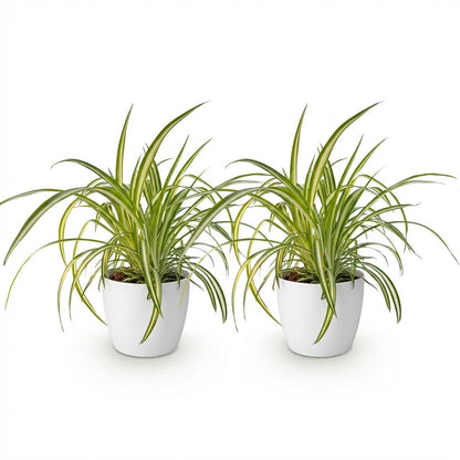 Green boutiQ - Zimmerpflanze - Chlorophytum comosum Variegatum - Bunte Graslilie - Haustierfreundliche Pflanze - Grün - 2 Pflanzen - mit Potter Weiß - Topf 12cm - Höhe 20cm 