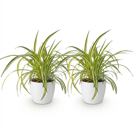 Green boutiQ - Zimmerpflanze - Chlorophytum comosum Variegatum - Bunte Graslilie - Haustierfreundliche Pflanze - Grün - 2 Pflanzen - mit Potter Weiß - Topf 12cm - Höhe 20cm 
