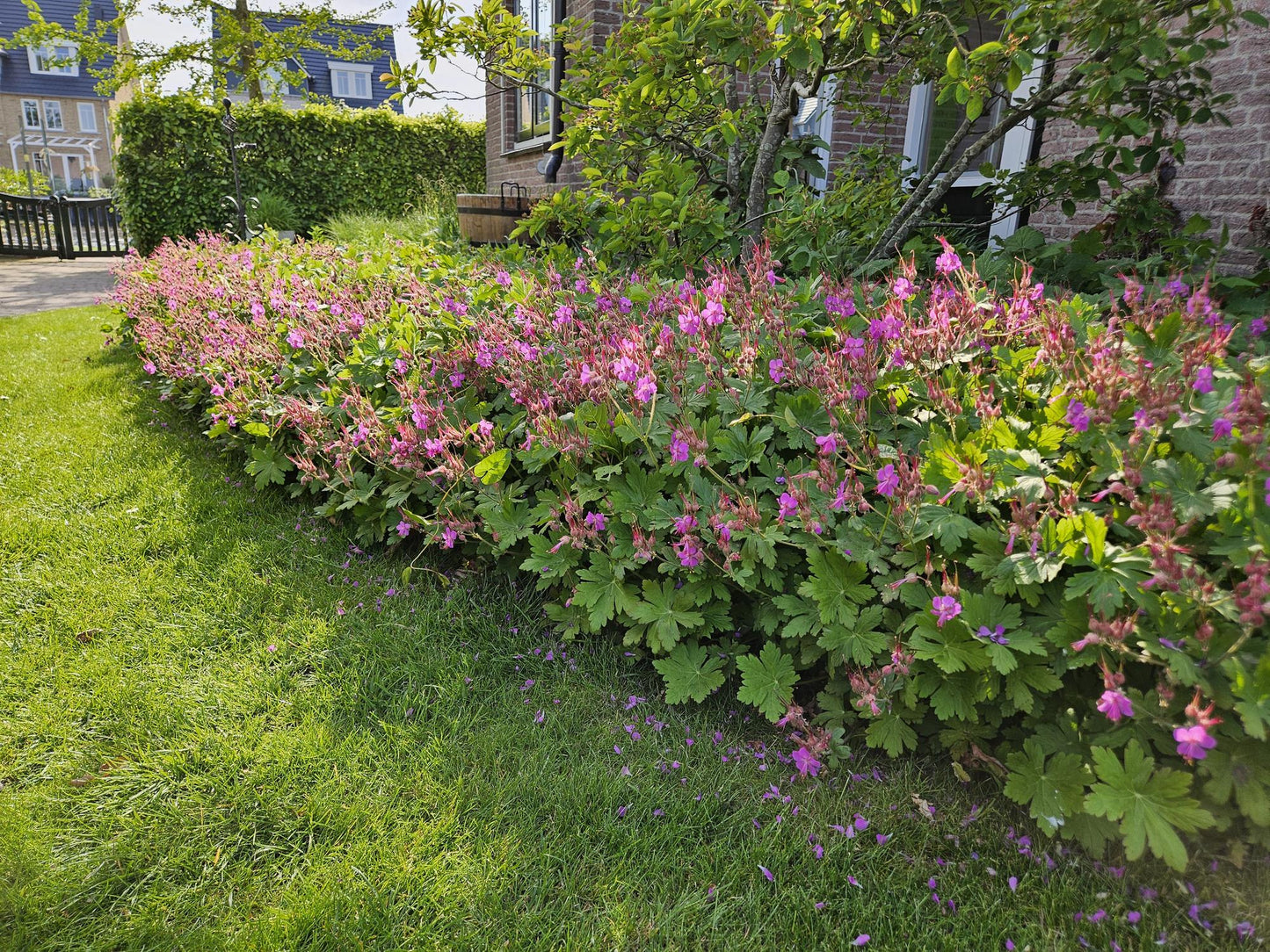 Balkan-Storchschnabel Geranium macrorrhizum – ↕10-25cm – Ø9cm – 40 Pflanzen – Winterharter Bodendecker für Beete & schattige Bereiche – Duftende Blätter & helle Blüten – Pflegeleicht & robust