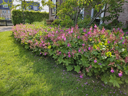 Balkan-Storchschnabel Geranium macrorrhizum – ↕10-25cm – Ø9cm – 40 Pflanzen – Winterharter Bodendecker für Beete & schattige Bereiche – Duftende Blätter & helle Blüten – Pflegeleicht & robust