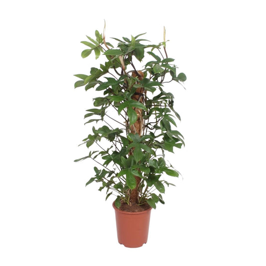 Baumfreund - Philodendron Pedatum - Zimmerpflanze - Ø27cm - ↕130cm