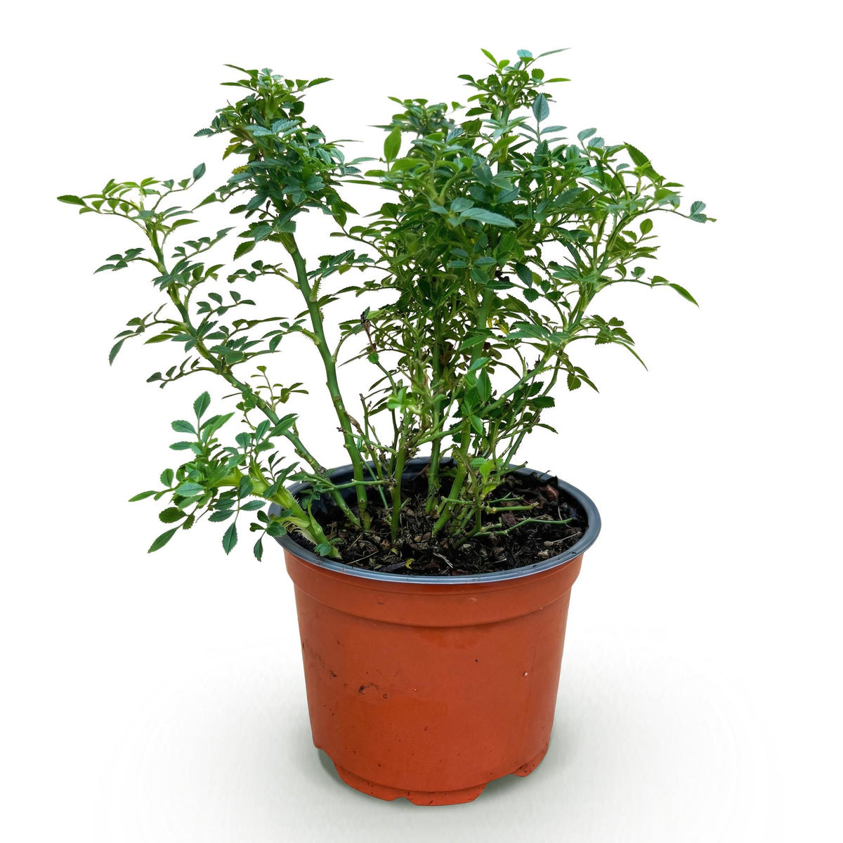 Green boutiQ - Gartenrose - Rosa Cutie Pie - Rose - Winterhart - Rosa - 1 Pflanze - Topf 12cm - Höhe 20-25cm 
