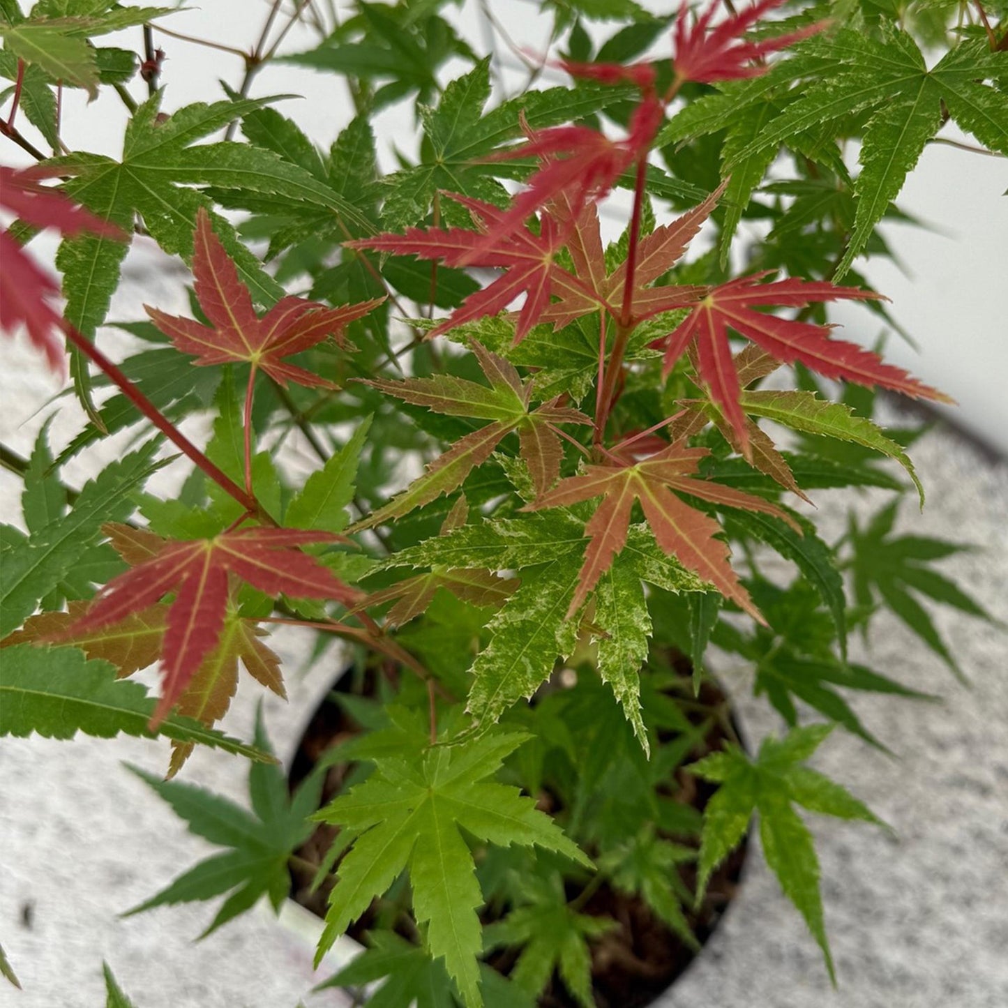 Japanischer Ahorn Acer palmatum 'Phoenix' – Rosa-Rot – Balkon- & Gartenpflanze – Ø19 cm Topf – Ca. 70 cm hoch – Handförmiges Laub mit intensiver Herbstfärbung