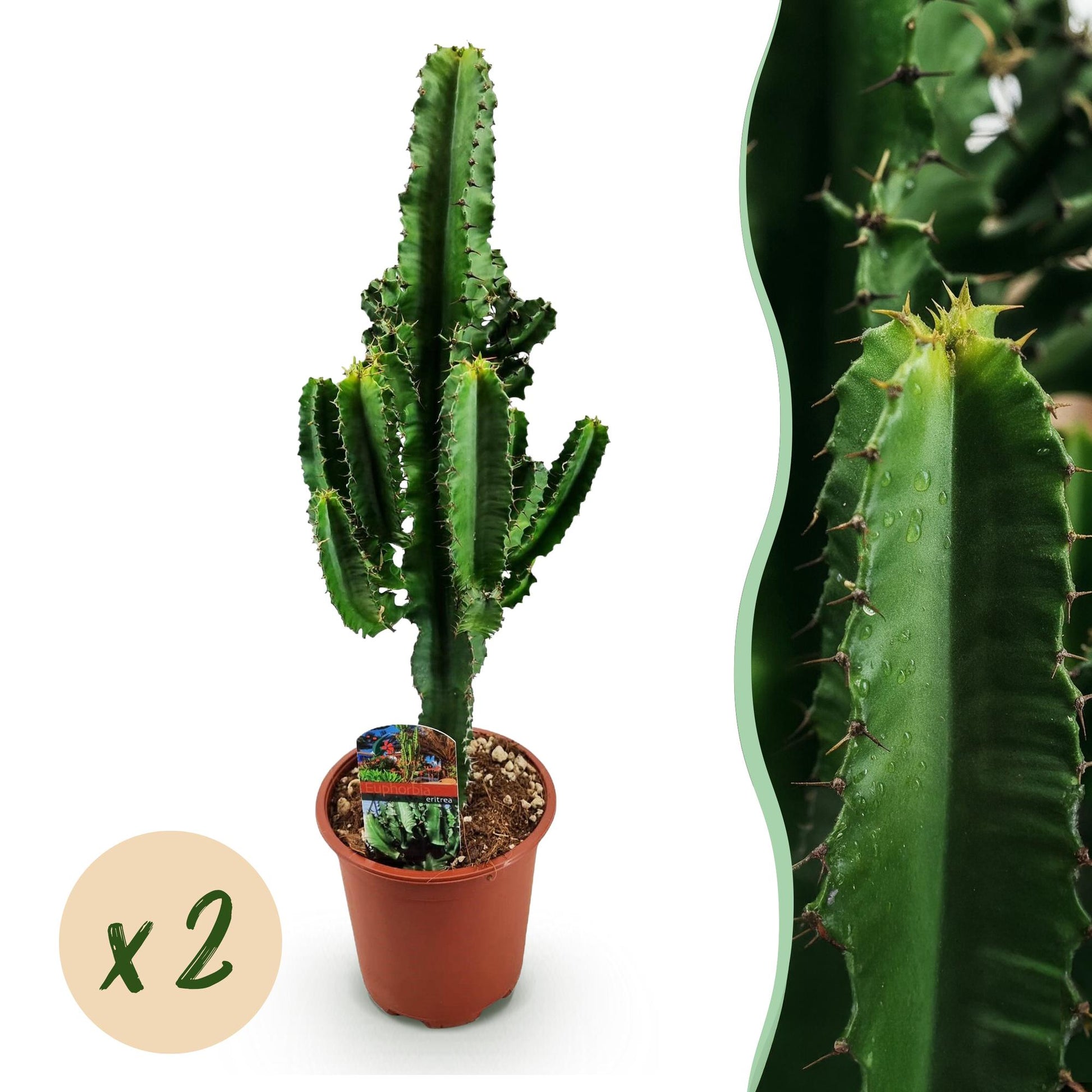 Green boutiQ - Zimmerpflanze - Euphorbia eritrea - Afrikanischer Milchbaum - Wenig Pflege - Grün - 2 - Topf 17cm - Höhe 60cm 