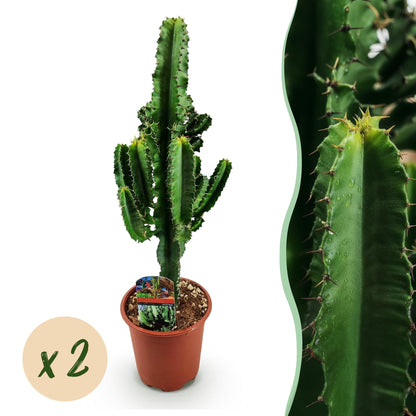 Green boutiQ - Zimmerpflanze - Euphorbia eritrea - Afrikanischer Milchbaum - Wenig Pflege - Grün - 2 - Topf 17cm - Höhe 60cm 