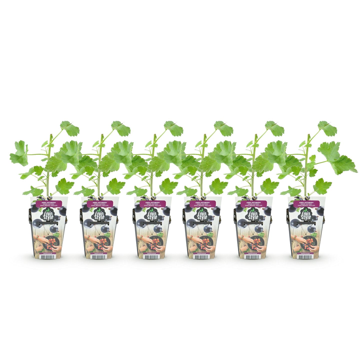 GreenboutiQ - Obstpflanzen - Jostabes - Ribes Jostabes - Winterhart - 6 Pflanzen - Topf 9 cm - Schwarze Johannisbeere 