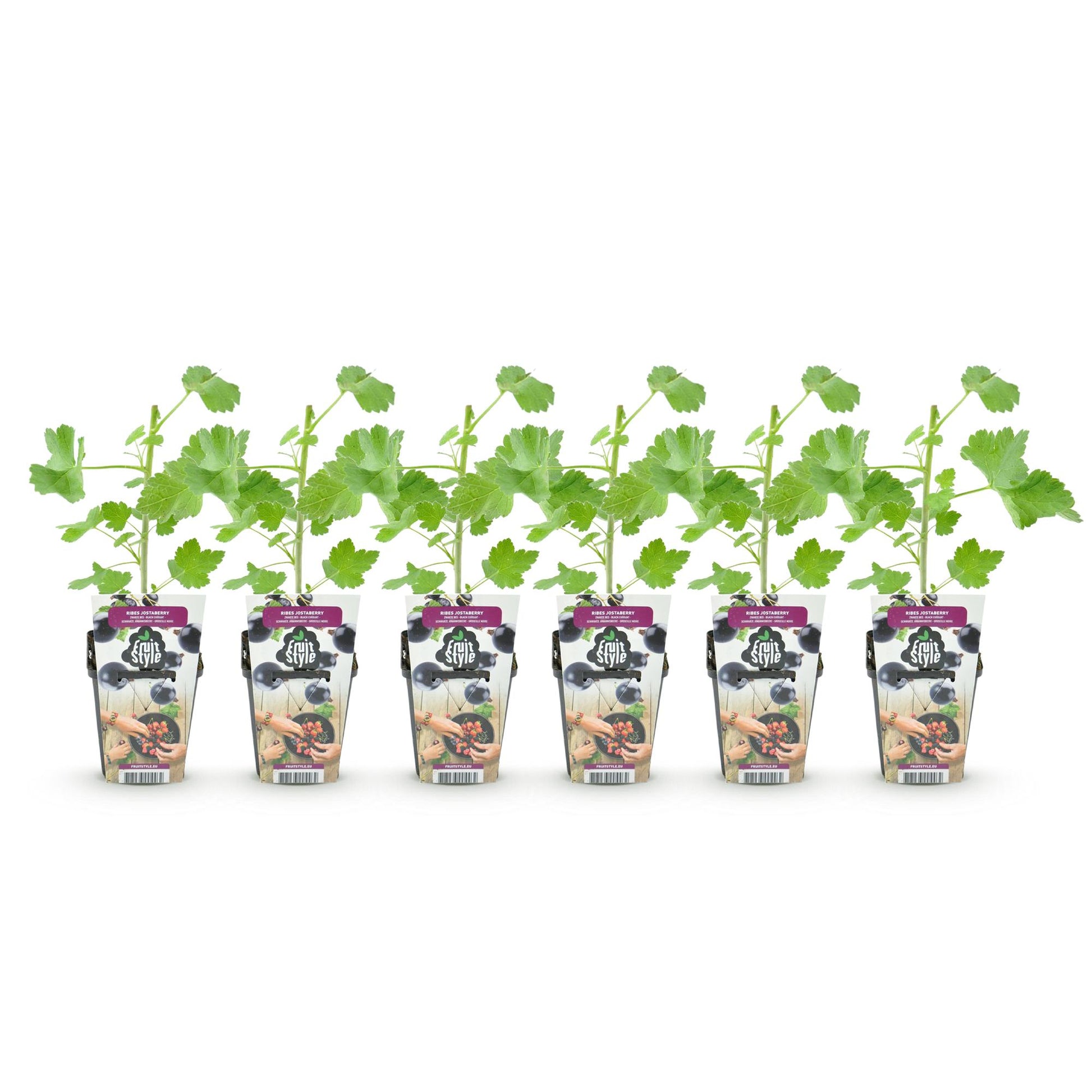 GreenboutiQ - Obstpflanzen - Jostabes - Ribes Jostabes - Winterhart - 6 Pflanzen - Topf 9 cm - Schwarze Johannisbeere 