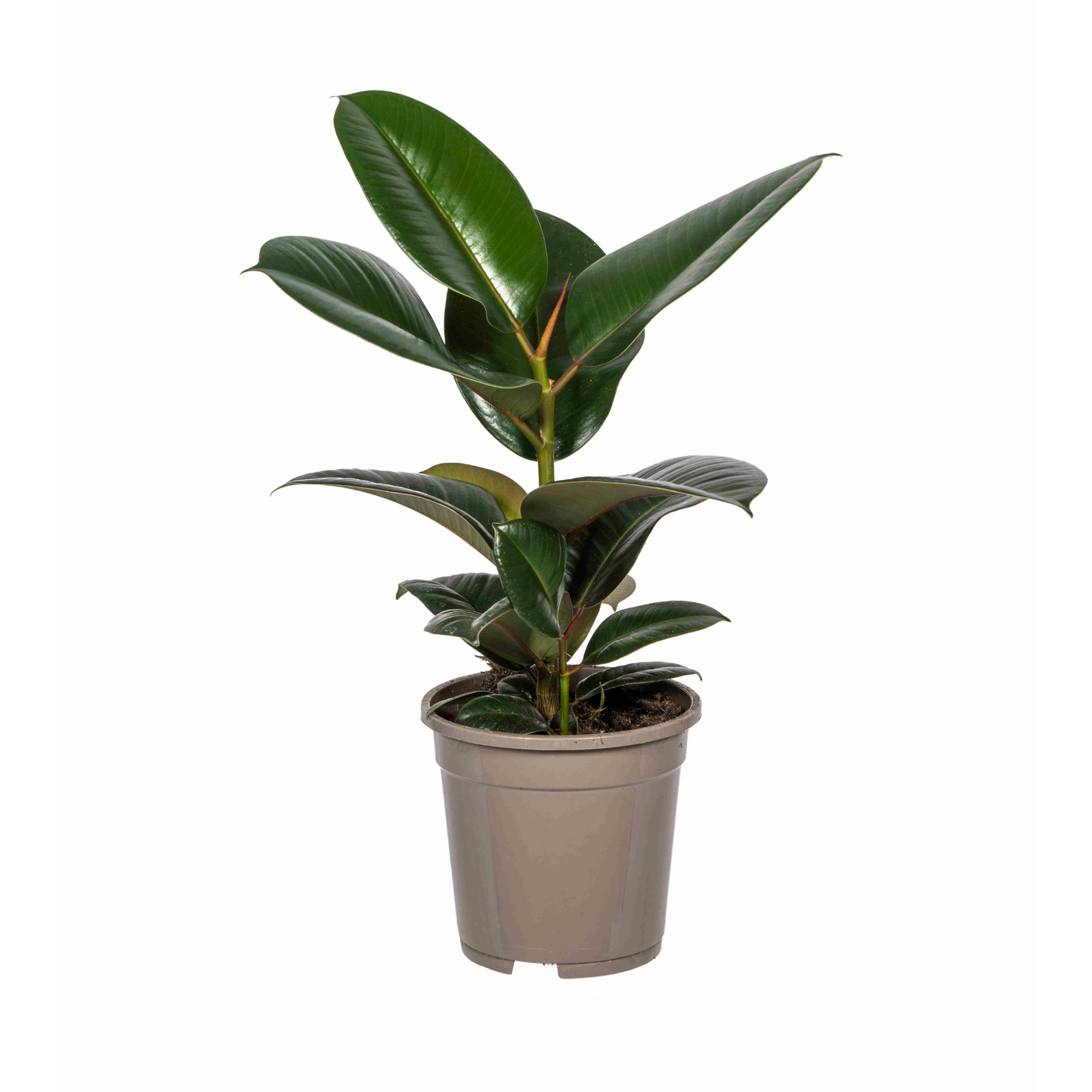 Ficus Elastica Robusta Ø17cm - ↕50 - 60cm 