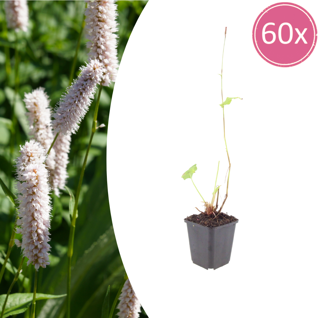 Persicaria bistorta Superba – 60 Pflanzen Ø9cm – Höhe10-25cm – Rosa Blütenstaude für feuchte Beete & Teichrand – Bienenfreundlich winterhart – Flächenbepflanzung