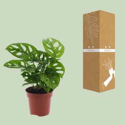 Monstera Monkey Leaf – Fensterblatt – Ø12cm – ↕30cm – Pflegeleichte Lochpflanze mit dekorativem Blattmuster – Tropische Zimmerpflanze für halbschattige Standorte – Luftreinigend & dekorativ 