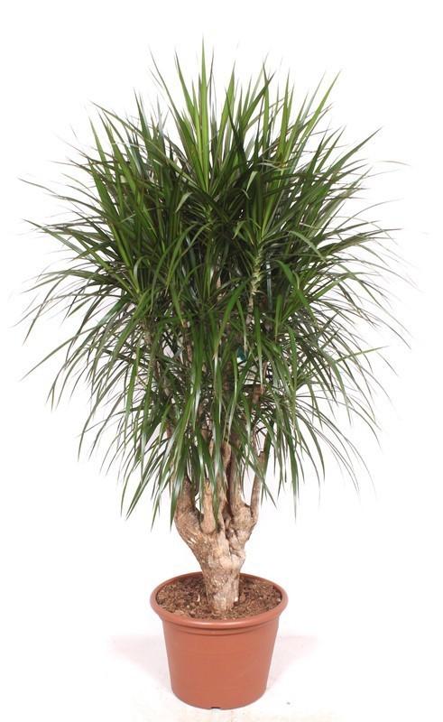Dracaena Marginata vertakt XXL - 190cm ⌀ 40-45 cm 