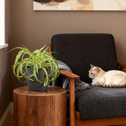 Green boutiQ - Zimmerpflanze - Chlorophytum comosum Bonnie - Lockige Graslilie - Haustierfreundliche Pflanze - Grün - 4 Pflanzen - mit Potter Grau - Topf 12cm - Höhe 20cm 