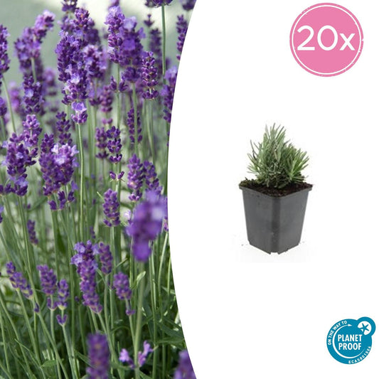 Lavendel Lavandula angustifolia 'Dwarf Blue' – ↕10-25cm – Ø9cm – 20 Pflanzen – Kompakter Zwerg-Lavendel, Duftend, Winterhart, Bienenfreundlich, Pflegeleicht
