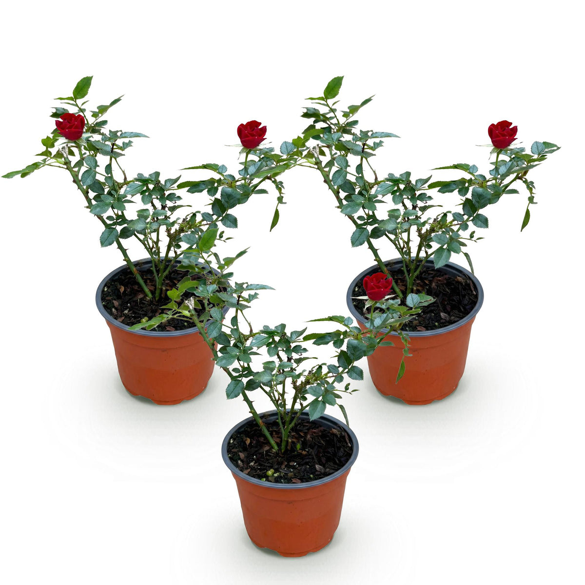 Green boutiQ - Garten Rose - Rosa Rote The Fairy - Rose - Winterhart - Rot - 3 Pflanzen - Topf 12cm - Höhe 20-25cm 