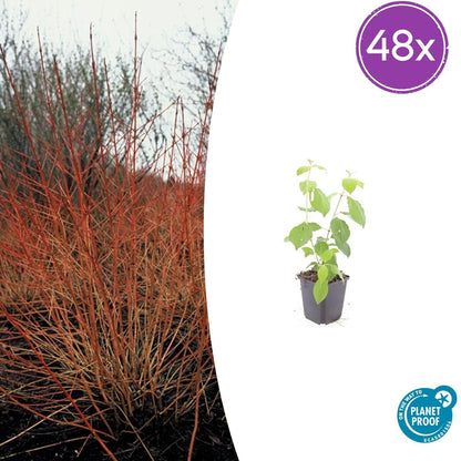 Cornus sanguinea 'Midwinter Fire' – 48 Pflanzen – ↕10-25cm – Ø9cm – Winterharte Ziersträucher – Leuchtend Rote Zweige – Pflegeleicht & Vogelfreundlich 