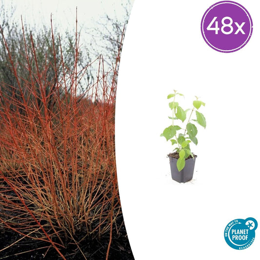 Cornus sanguinea 'Midwinter Fire' – 48 Pflanzen – ↕10-25cm – Ø9cm – Winterharte Ziersträucher – Leuchtend Rote Zweige – Pflegeleicht & Vogelfreundlich 