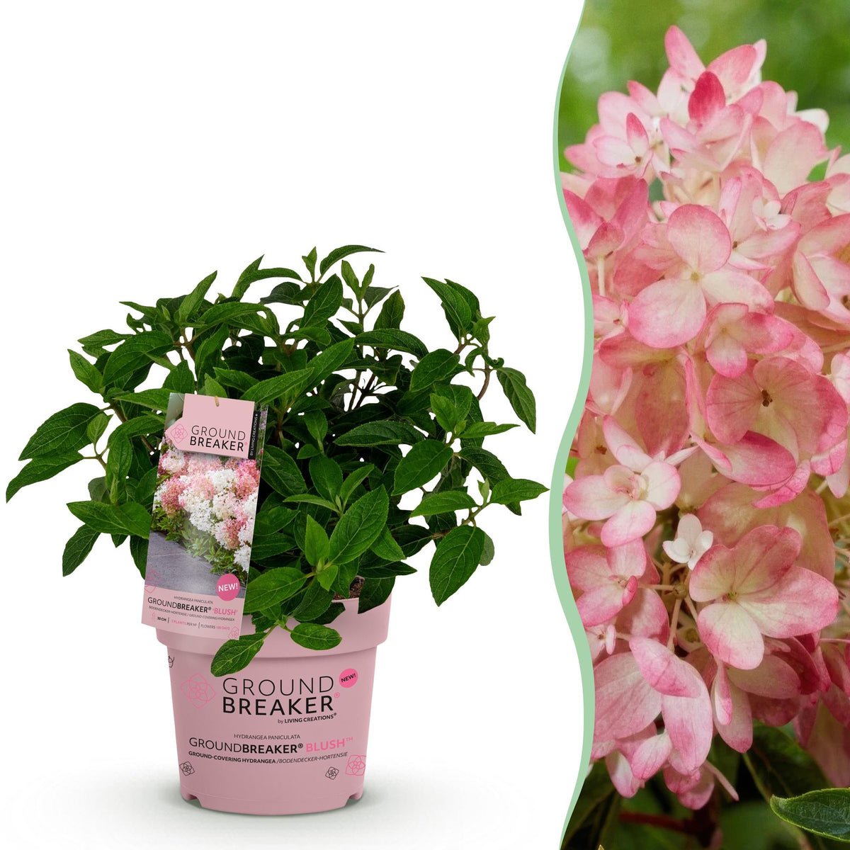 Green boutiQ - Gartenpflanze - Hydrangea panniculata Groundbreaker Blush - Bauernhortensie - Winterhart - Rosa - 1 Pflanze - Topf 14cm - Höhe 20-25cm 