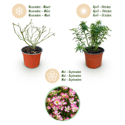 Gartenrose Rosa Cutie Pie 3er Set – winterhart rosa – Duftrose im Topf 12cm – Höhe 20-25cm – kompakter Rosenstrauch 30-40cm – lange Blüte für Beet, Hecke, Balkon & Terrasse 